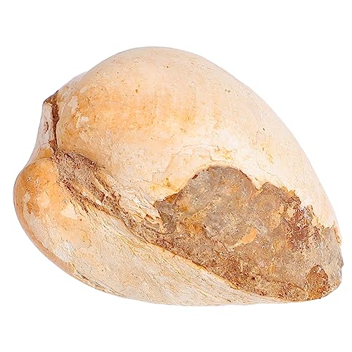 UPKOCH Natürliche Fossilien Clam Modell Pädagogisches Werkzeug für Wissenschaft und Dekoration für Geburtstagsfeiern und Lernzwecke UPKOCH Natürliche Fossilien Clam Modell Pädagogisches Werkzeug für Wissenschaft und Dekoration für Geburtstagsfeiern und Lernzwecke von UPKOCH