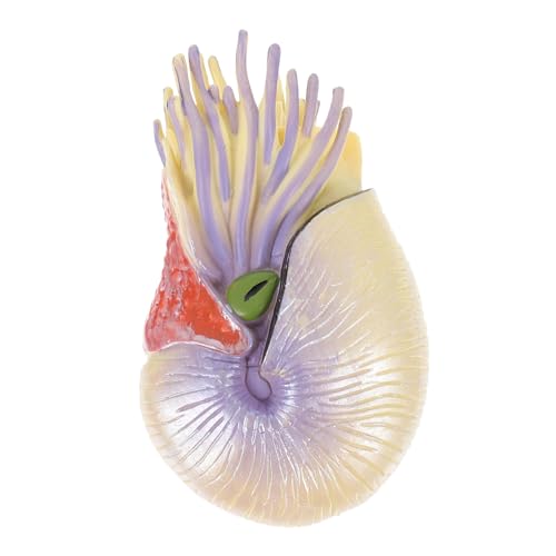 UPKOCH Nautilus Modellspielzeug Realistische Nautilus Figur Pädagogisches Meeres Tier Ornament Detailgetreues Meereslebewesen Modell für Kreative Lernförderung UPKOCH Nautilus Modellspielzeug Realistische Nautilus Figur Pädagogisches Meeres Tier Ornament Detailgetreues Meereslebewesen Modell für Kreative Lernförderung von UPKOCH