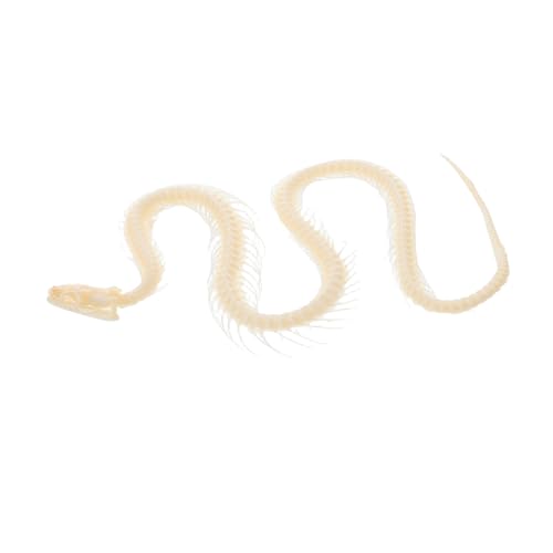 UPKOCH Schlangenskelett -Exemplar Skeletttiere Tier Skelett Reales Exemplar Skelett Schlangenproben Snake Skelett Halloween Beige Bone von UPKOCH