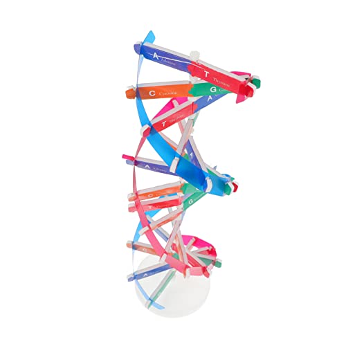 UPKOCH wissenschaftliche Experimentiergeräte Anlage Rätsel molekularbiologie Double Helix kinderspielzeug naturwissenschaftliches Bildungsinstrument Wissenschaftliches Lernspielzeug Abs UPKOCH wissenschaftliche Experimentiergeräte Anlage Rätsel molekularbiologie Double Helix kinderspielzeug naturwissenschaftliches Bildungsinstrument Wissenschaftliches Lernspielzeug Abs von UPKOCH