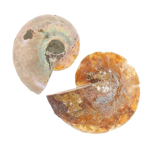 UTHCLO 2 Stück Teiliges Ammoniten Fossilien Versteinerte Ammonit Exemplare Naturstein Fossilien für Unterricht und Dekoration Sammlerstücke Paleontologie Geschenk von UTHCLO