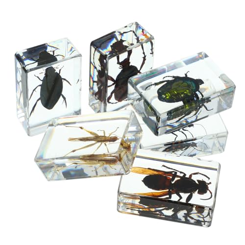 UTHCLO 6 Stück Teiliges Transparente Insektenpräparate Langlebig und Dekorativ für Unterricht Museum Sammlung Kleine Insektenexemplare Robust und Einfach zu Präsentieren UTHCLO 6 Stück Teiliges Transparente Insektenpräparate Langlebig und Dekorativ für Unterricht Museum Sammlung Kleine Insektenexemplare Robust und Einfach zu Präsentieren von UTHCLO