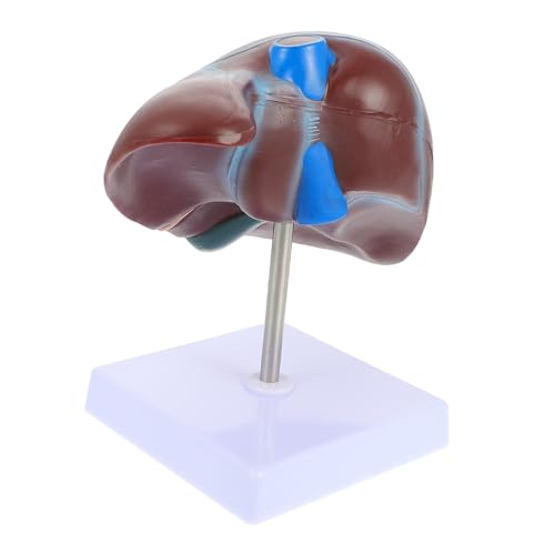 UTHCLO Anatomisches Lebermodell mit Basis Realistische Darstellung Menschliche Leber Medizinisches Lehrmodell für Studenten Lehrer Experten von UTHCLO