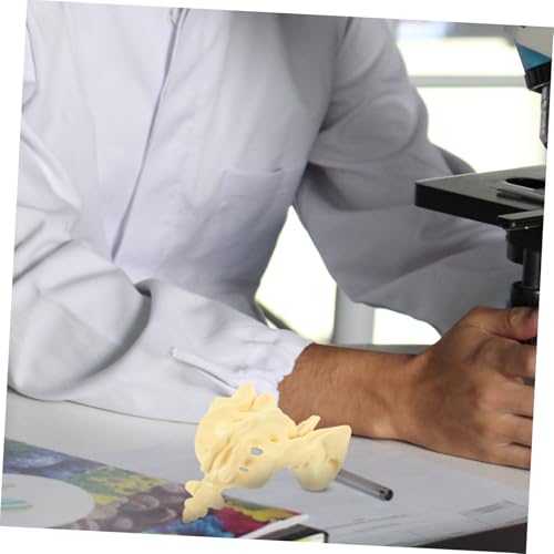 UTHCLO Anatomisches Sacrum Modell aus Unzerbrechlichem PVC Leichtes Tragbares Skelett Modell für Medizinische Ausbildung Arztpraxis und Schulungszwecke Präzise Menschliche Kreuzbein UTHCLO Anatomisches Sacrum Modell aus Unzerbrechlichem PVC Leichtes Tragbares Skelett Modell für Medizinische Ausbildung Arztpraxis und Schulungszwecke Präzise Menschliche Kreuzbein von UTHCLO