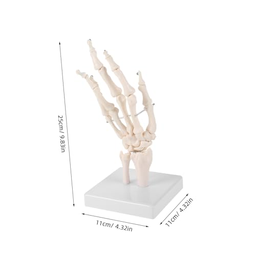 UTHCLO Handknochenmodell Medizinisches Artikulierendes Anatomisches Skelettmodell Langlebiges Lernmittel für Medizinische Ausbildung Realistische Handgelenk Fingergelenkdarstellung von UTHCLO