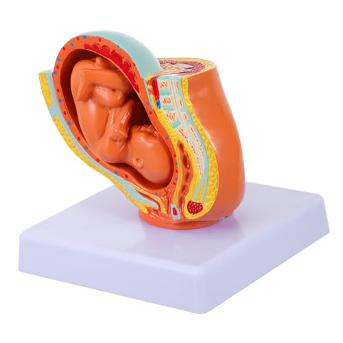 UTHCLO Lebensgroßes Weibliches Uterus Embryo Modell Detailgetreues Voll Ausgereiftes Fötusmodell Anatomisches Lehrmodell für Schwangerschaftsentwicklung Geeignet für Schule Training von UTHCLO