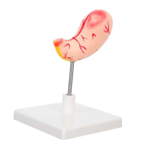 UTHCLO Medizinisches Magenmodell für Ausbildung Präzises Anatomisches Lehrmodell Robustes Material Stomach Training Modell für Medizinische und Klinische Schulungen von UTHCLO