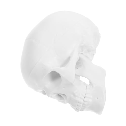 UTHCLO Miniatur Menschlicher Schädel mit Abnehmbarem Schädeldeckel und Beweglichem Unterkiefer Realistisches Anatomisches Modell aus Kunststoff für Medizinische Ausbildung Schüler und von UTHCLO