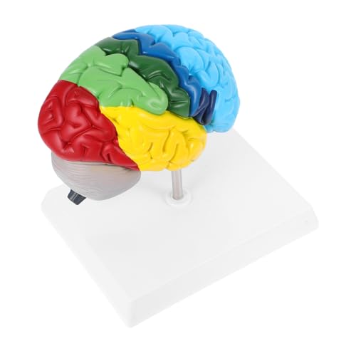 UTHCLO Modell Des Menschlichen Rechten Gehirns Anatomisches Lehrmodell mit Farbcodierten Hirnfunktionen Medizinisches Neuroanatomie Display für Studium und Unterricht von UTHCLO