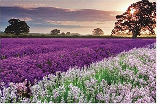 1000 Stück Puzzle - Lavender - Erwachsene Teenager Kinder Puzzle Großes Puzzle Spielzeug Geschenk Pädagogisch Intellektuell Dekomprimieren Spaß Familienspiel von Ulalaza