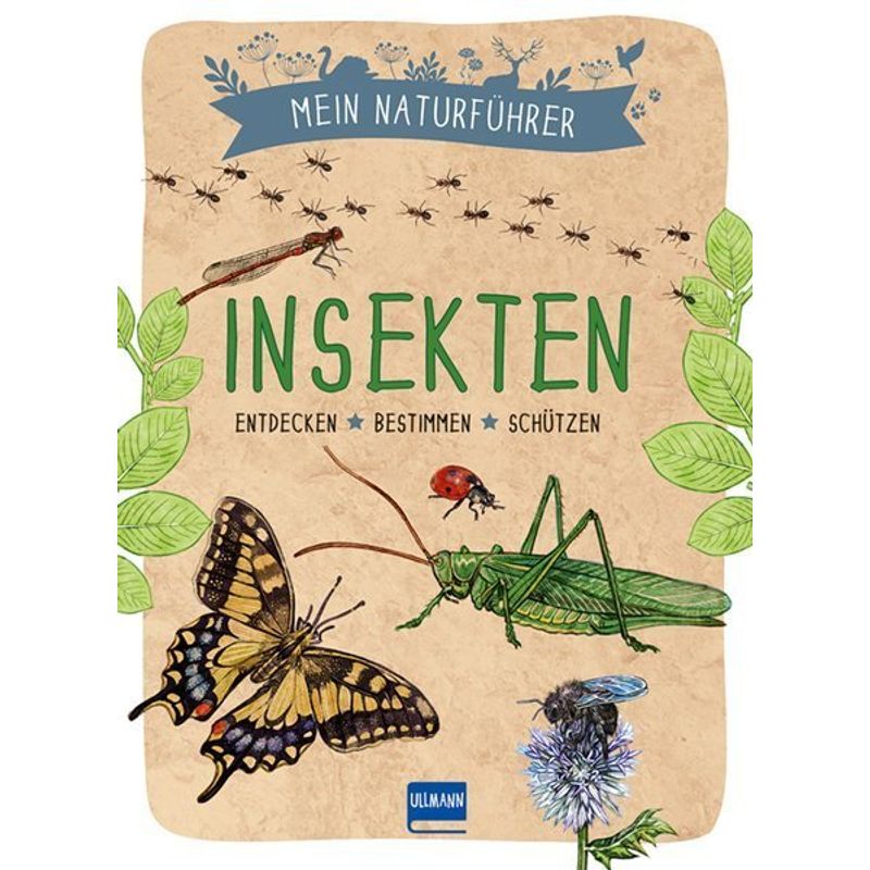 Mein Naturführer - Insekten von Ullmann Medien