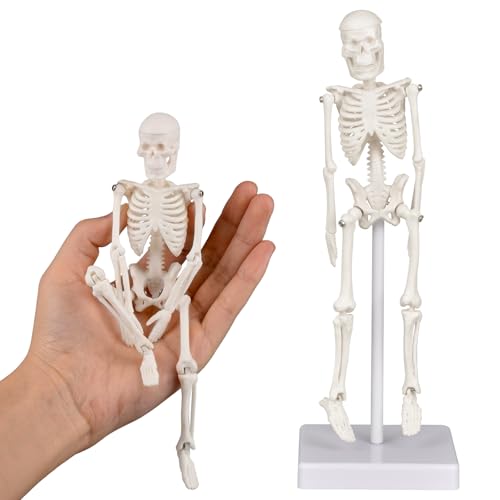 Ultrassist Mini-Menschen-Skelett-Modell, tragbares 20-cm-Skelett-Knochenmodell mit dehnbarem Kiefer, hervorragendes Lehrmittel für den physiologischen Unterricht und das Studium von Ultrassist