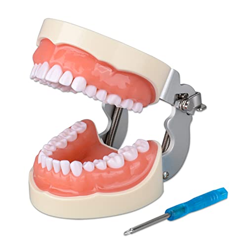 Ultrassist Typodont-Zahnmodell mit 32 abnehmbaren Zähnen für Dentalhygiene-Studenten, geeignet für Lehre, Praxis und Studium, mit kleinem Schraubendreher Ultrassist Typodont-Zahnmodell mit 32 abnehmbaren Zähnen für Dentalhygiene-Studenten, geeignet für Lehre, Praxis und Studium, mit kleinem Schraubendreher von Ultrassist