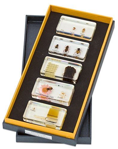 Betzold - Lebenszyklus Honigbiene, inkl. 5 Kunstglasblöcken in Aufbewahrungsbox von Betzold