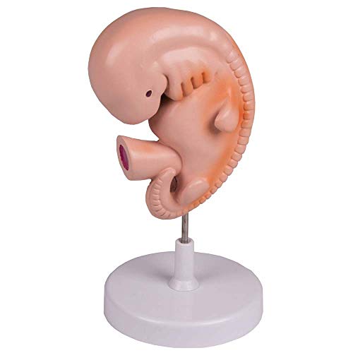 Menschlicher Embryo 4 Wochen Menschlicher Embryo 4 Wochen von Unbekannt