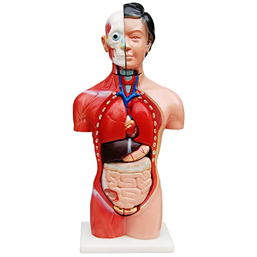 MedMod Anatomie Körper Anatomisches Modell Körpermodell Puppe Torso Frau mit Organe 45 cm Weiblich menschlicher Koerper mit 13 Teile Human Anatomy Model Organ MedMod Anatomie Körper Anatomisches Modell Körpermodell Puppe Torso Frau mit Organe 45 cm Weiblich menschlicher Koerper mit 13 Teile Human Anatomy Model Organ von MedMod