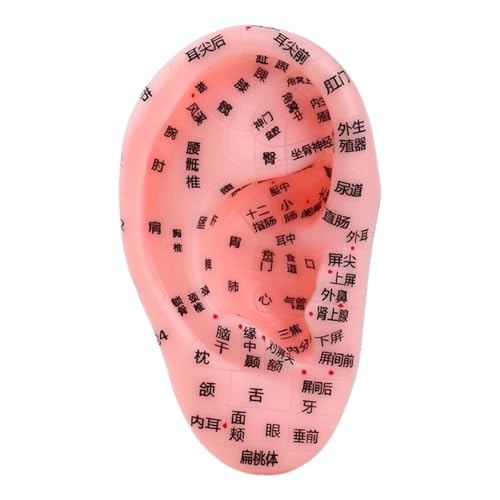 Ear Reflex Model, Reflex Zone Ear Anatomy Display, Educational Teaching Aid for Beginners and Professionals, School Class Lecture Props, 2.95 Inches 1 Piece Ear Reflex Model, Reflex Zone Ear Anatomy Display, Educational Teaching Aid for Beginners and Professionals, School Class Lecture Props, 2.95 Inches 1 Piece von Ungtyb