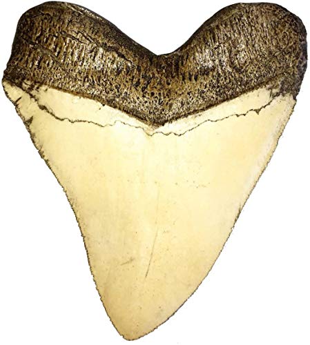 Universal Specialties Megalodon-Megalodon-Zahn, 14 cm, natürliche Farben (Nachbildung) von Universal Specialties