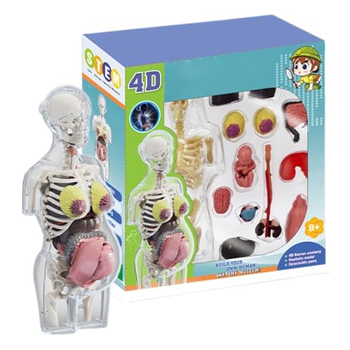 Human Body Model, Pregnancy Body Models, Anatomical Assembly Kit, Removable Parts, Poseable Anatomy Figure Educational for Children, School, Home Learning, 3.7x3.7x8.46 Inches von Uonguon