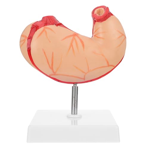 VALICLUD 1 Stück Anatomisches Modell Des Menschlichen Lehrmittel für und Physiologie für und Medizinische Einrichtungen Magenstruktur zu Erklären VALICLUD 1 Stück Anatomisches Modell Des Menschlichen Lehrmittel für und Physiologie für und Medizinische Einrichtungen Magenstruktur zu Erklären von VALICLUD