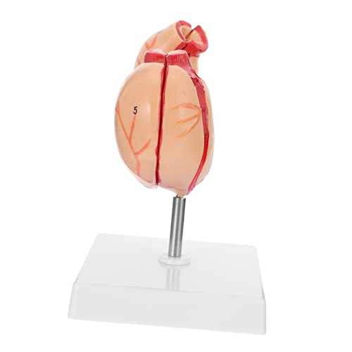 VALICLUD 1 Stück Anatomisches Modell Des Menschlichen aus Kunststoff Lebensecht für und Physiologieunterricht und Hochschulen zur Erklärung Magenstruktur VALICLUD 1 Stück Anatomisches Modell Des Menschlichen aus Kunststoff Lebensecht für und Physiologieunterricht und Hochschulen zur Erklärung Magenstruktur von VALICLUD