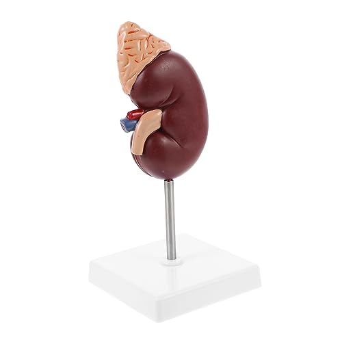 VALICLUD Menschliches Nierenmodell Anatomisches Modell Für Biologie Unterricht Requisite Nierenmodell Mit Sockel Und Halterung Für Lehrzwecke VALICLUD Menschliches Nierenmodell Anatomisches Modell Für Biologie Unterricht Requisite Nierenmodell Mit Sockel Und Halterung Für Lehrzwecke von VALICLUD