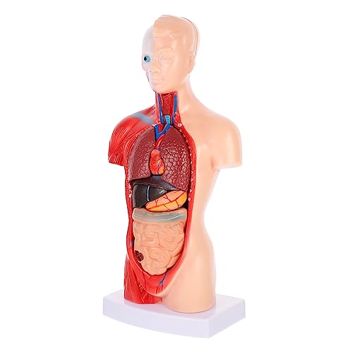 VALICLUD 1Satz Anatomisches Modell Herzsystem Demontierbares Menschliches Organel Modell für Unterricht für Krankenhäuser Hilfsmittel VALICLUD 1Satz Anatomisches Modell Herzsystem Demontierbares Menschliches Organel Modell für Unterricht für Krankenhäuser Hilfsmittel von VALICLUD