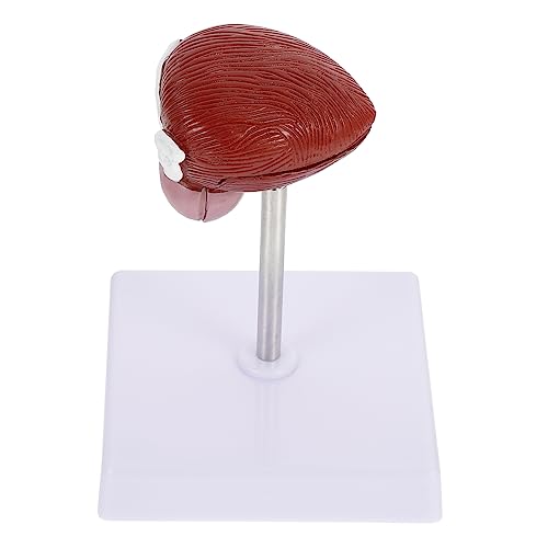 VALICLUD Anatomisches Blasenmodell aus Kunststoff – 1 Stück Realistisches Harnblasen Anatomiemodell für Bildungszwecke Geeignet für Schulen und Medizinische Lehranstalten und Langlebig VALICLUD Anatomisches Blasenmodell aus Kunststoff – 1 Stück Realistisches Harnblasen Anatomiemodell für Bildungszwecke Geeignet für Schulen und Medizinische Lehranstalten und Langlebig von VALICLUD