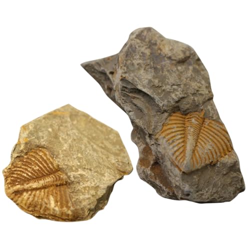VALICLUD 2 Stück Teiliges Trilobiten Fossilien Pädagogisches Paläontologie Modell Realistische Versteinertes Dekoratives Tischornament für Unterricht und Sammlungen VALICLUD 2 Stück Teiliges Trilobiten Fossilien Pädagogisches Paläontologie Modell Realistische Versteinertes Dekoratives Tischornament für Unterricht und Sammlungen von VALICLUD