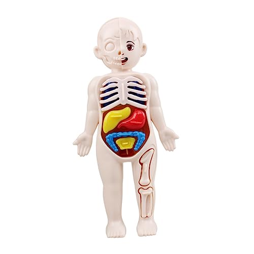 VALICLUD 3D Menschliches Torso Modell Spielzeug für Kinder Pädagogisches Puzzle Lernspielzeug für Menschliche für Kindergarten und Zuhause von VALICLUD