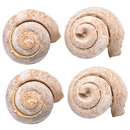 VALICLUD 4 Stück Teiliges Fossilien Schneckenfossilien Naturgetreu Pädagogisch Sicher Sammlerstück Kreativitätsfördernd Dekoration VALICLUD 4 Stück Teiliges Fossilien Schneckenfossilien Naturgetreu Pädagogisch Sicher Sammlerstück Kreativitätsfördernd Dekoration von VALICLUD