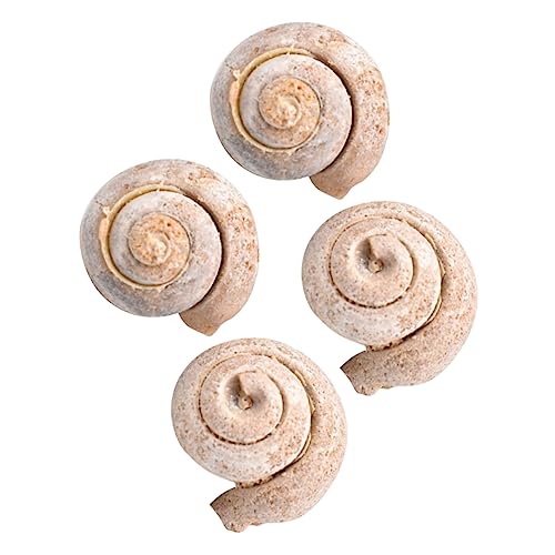 VALICLUD 4 Stücke Kreative Schneckenfossilien Naturwissenschaftliches Lernspielzeug und Schreibtisch Accessoire für Kinder Sicher und Lehrreich für Unterricht von VALICLUD