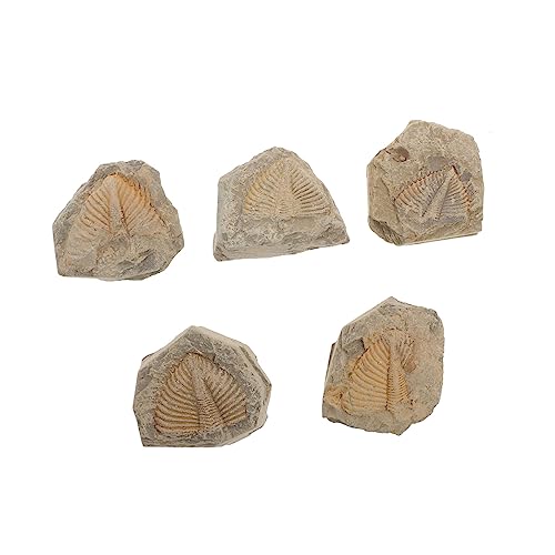 VALICLUD 5Stücke Teiliges Trilobitenfossil Modellset Naturgetreues Für Bildung Partys Zufällige Formen Für Kreative Lernzwecke VALICLUD 5Stücke Teiliges Trilobitenfossil Modellset Naturgetreues Für Bildung Partys Zufällige Formen Für Kreative Lernzwecke von VALICLUD