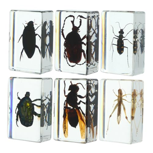 VALICLUD 6 Stück Transparente Insekten Spezimen Teiliges für Wissenschaftsunterricht Dekorative Insektenornamente Geeignet für Sammlung und Schreibtischdekoration von VALICLUD