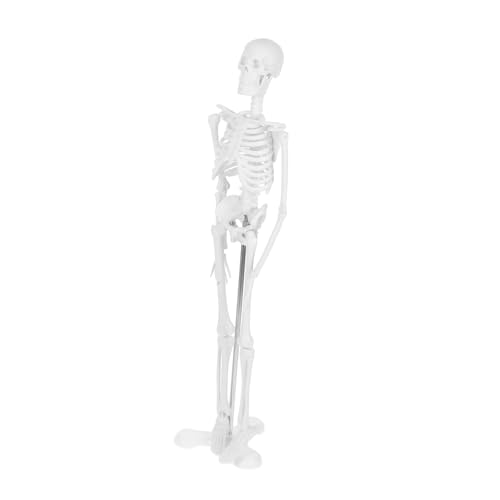 VALICLUD Anatomisch Korrektes Menschliches Skelettmodell für Anatomieunterricht Detaillierte Gelenkmodelle Robustes Lehrmittel für Schule und Medizinische Ausbildung Leicht zu Reinigen von VALICLUD