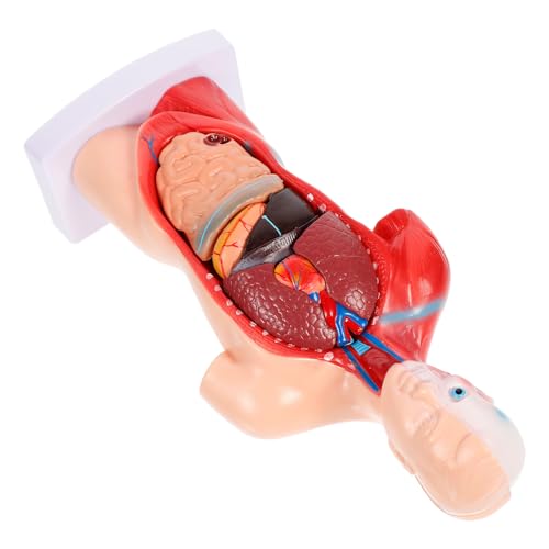 VALICLUD Anatomisches Herzmodell Torso Zerlegbar Lehrmodell Medizinisches Organ Demonstrationsmodell für Medizinstudenten und Unterricht von VALICLUD