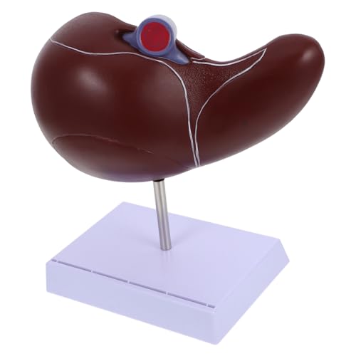 VALICLUD Anatomisches Lebermodell mit Basis Lehrmodell für Menschliche Leberstruktur für Universitäten und Medizinische Ausbildung aus Langlebigem Gefertigt Einfach zu Bedienen Lernen VALICLUD Anatomisches Lebermodell mit Basis Lehrmodell für Menschliche Leberstruktur für Universitäten und Medizinische Ausbildung aus Langlebigem Gefertigt Einfach zu Bedienen Lernen von VALICLUD