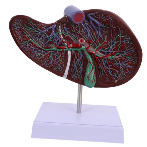 VALICLUD Anatomisches Lebermodell mit Basis Realistisches Menschliches Lebermodell für Lehrzwecke und Ausstellungen Geeignet für Schulen Universitäten und Ausbildungseinrichtungen VALICLUD Anatomisches Lebermodell mit Basis Realistisches Menschliches Lebermodell für Lehrzwecke und Ausstellungen Geeignet für Schulen Universitäten und Ausbildungseinrichtungen von VALICLUD