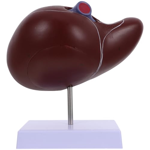 VALICLUD Anatomisches Lebermodell mit Sockel Menschliches Normaler Lebermodell Detailgetreu und Langlebig Medizinisches Lehrmodell für Studium und Unterricht für Schüler und Experten von VALICLUD