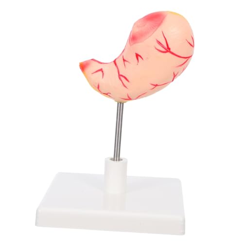 VALICLUD Anatomisches Magenmodell Stabiles Lehrmodell Mit Hoher Präzision Für Medizinische Ausbildung Wissenschaftliche Schulung Klinische Lehre VALICLUD Anatomisches Magenmodell Stabiles Lehrmodell Mit Hoher Präzision Für Medizinische Ausbildung Wissenschaftliche Schulung Klinische Lehre von VALICLUD