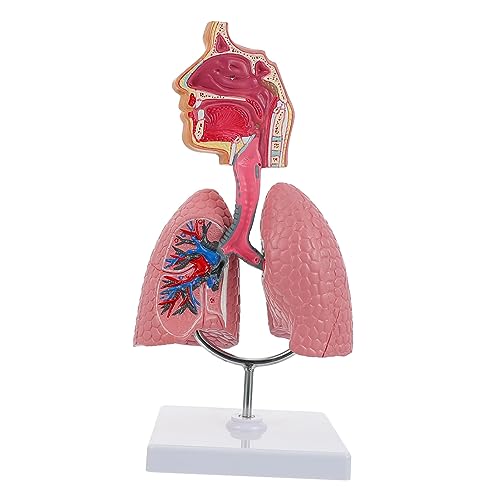 VALICLUD Anatomisches Menschliches Lungenmodell aus Farblich Realistisch Langlebig Pädagogisches Atemsystem Lehrmittel für Schule Labor Pflegeausbildung VALICLUD Anatomisches Menschliches Lungenmodell aus Farblich Realistisch Langlebig Pädagogisches Atemsystem Lehrmittel für Schule Labor Pflegeausbildung von VALICLUD