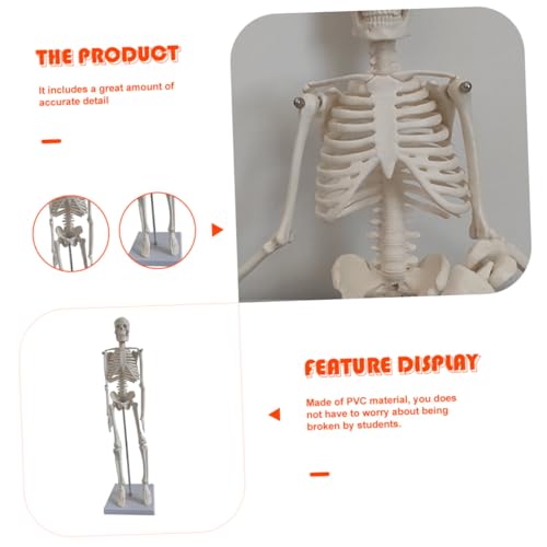 VALICLUD Anatomisches Menschliches Skelett Modell mit Beweglichen Oberarmen Stehend Sockel Detailliertes Medizinisches Skelett Modell für Lernen und Wissenschaftliche Darstellung VALICLUD Anatomisches Menschliches Skelett Modell mit Beweglichen Oberarmen Stehend Sockel Detailliertes Medizinisches Skelett Modell für Lernen und Wissenschaftliche Darstellung von VALICLUD