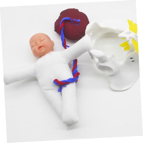VALICLUD Anatomisches Weibliches Beckenmodell mit Fötus Nabelschnur und Plazenta Geburtssimulator für Hebammen und Pflegeausbildung Praxisnahes Schwangerschafts und Geburtslehrmodell für VALICLUD Anatomisches Weibliches Beckenmodell mit Fötus Nabelschnur und Plazenta Geburtssimulator für Hebammen und Pflegeausbildung Praxisnahes Schwangerschafts und Geburtslehrmodell für von VALICLUD