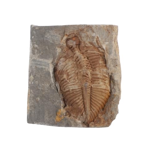 VALICLUD Authentisches Trilobiten Original Fossilstück Paläontologie Lernspielzeug für Antikes Marines Echtes Exemplar Naturgetreu Detailreich Edukatives Sammlerstück von VALICLUD