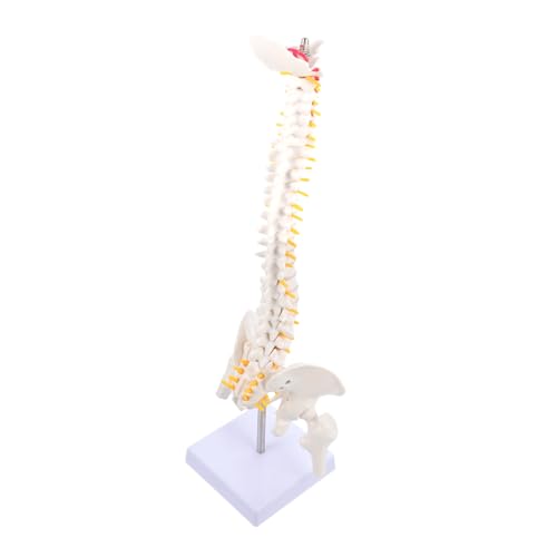 VALICLUD Flexibles Wirbelsäulenmodell mit Becken und Schwanzbein Realistisches Anatomisches Skelettmodell für Medizinische Ausbildung Lehrzwecke und Demonstrationen Robustes Material von VALICLUD