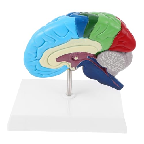 VALICLUD Anatomisches Gehirnmodell Robustem Material Für Ausbildung Und Anatomieunterricht Lernwerkzeug Für Schüler Und Studenten Neurowissenschaft von VALICLUD
