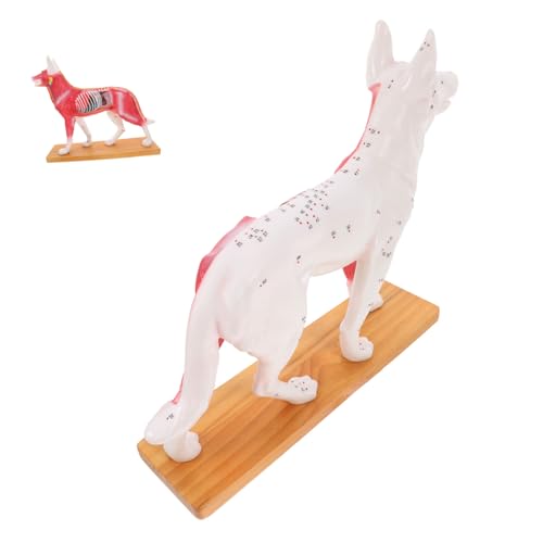 VALICLUD Hund Akupunkturmodell Anatomisches Modell für Hunde Lehrmittel für Medizinstudenten und Tierärzte Detaillierte Darstellung Akupunkturpunkte aus Hochwertigem für Unterricht und von VALICLUD