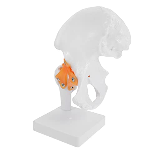 VALICLUD Lebensechtes Anatomisches Hüftgelenkmodell aus PVC Lehrmodell für Medizinische Ausbildung 1 Stück Anatomisches Modell für Krankenhäuser und Gesundheitserziehung Ständer VALICLUD Lebensechtes Anatomisches Hüftgelenkmodell aus PVC Lehrmodell für Medizinische Ausbildung 1 Stück Anatomisches Modell für Krankenhäuser und Gesundheitserziehung Ständer von VALICLUD