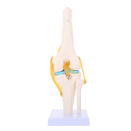 VALICLUD Lebensgröße für Medizinische Unterrichtshilfen Anatomisches Simulationsmodell mit Flexibler Schnur zur Demonstration von Bändern Bewegungsbereichen VALICLUD Lebensgröße für Medizinische Unterrichtshilfen Anatomisches Simulationsmodell mit Flexibler Schnur zur Demonstration von Bändern Bewegungsbereichen von VALICLUD