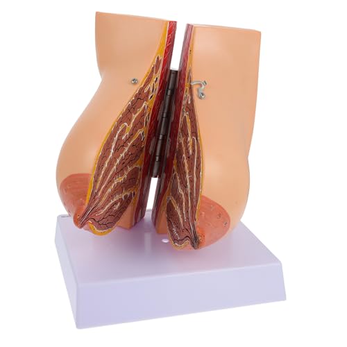 VALICLUD Medizinisches Anatomisches Weibliches Brustmodell Flexibel Detailliert für Lehrzwecke Realistisch Langlebig Geeignet für Studenten Lehrer Experten von VALICLUD